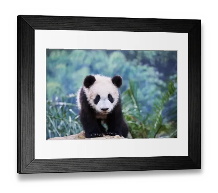 Framed Print : Portrait of Giant panda cub (Ailuropoda melanoleuca) captive Framed Print : Portrait of Giant panda cub (Ailuropoda melanoleuca) captive