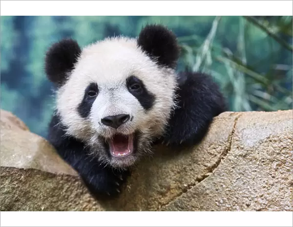 Giant panda (Ailuropoda melanoleuca) cub yawning. Yuan Meng, first giant panda ever born in France