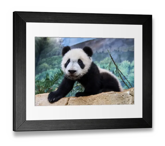 Framed Print : Portrait of giant panda cub (Ailuropoda melanoleuca) captive Framed Print : Portrait of giant panda cub (Ailuropoda melanoleuca) captive