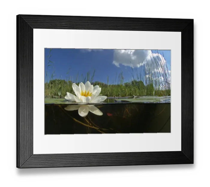 Framed Print : White waterlily (Nymphaea alba) in Naardermeer bog lake, Holland. May Framed Print : White waterlily (Nymphaea alba) in Naardermeer bog lake, Holland. May