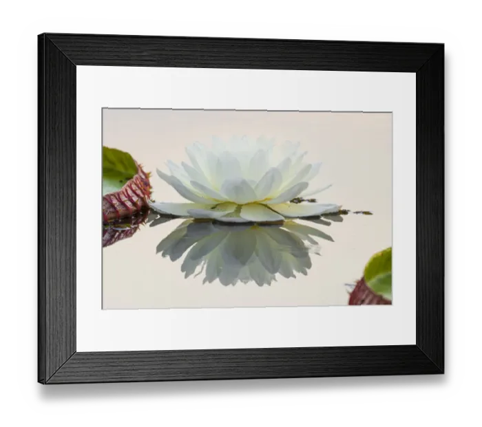 Framed Print : Giant Water Lily (Victoria amazonica) flower in a lagoon at Porto Jofre, off the Cuiaba River Framed Print : Giant Water Lily (Victoria amazonica) flower in a lagoon at Porto Jofre, off the Cuiaba River