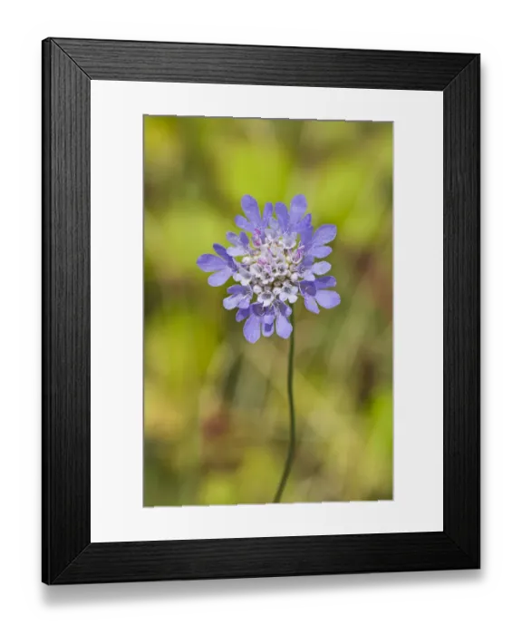 Framed Print : Small Scabious (Scabiosa columbaria) Hutchinsons Bank, New Addington, Croydon