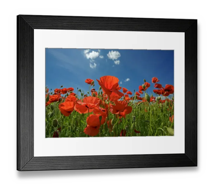 Framed Print : Common poppy (Papaver rhoeas) field, Wiltshire, UK, June Framed Print : Common poppy (Papaver rhoeas) field, Wiltshire, UK, June