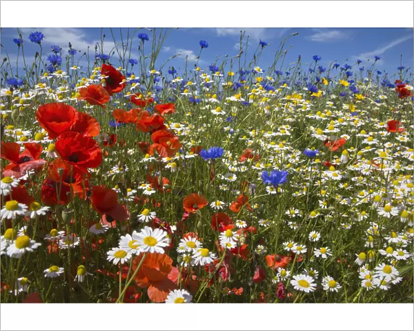 Cornfield annual summer wildflowers growing on one of the plant charity Landlife s