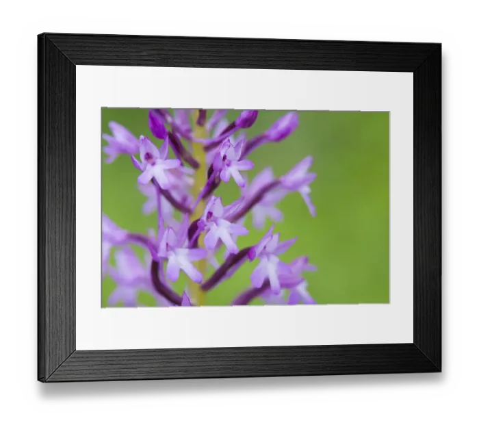 Framed Print : Pyramidal orchid (Anacamptis pyramidalis) flower close-up, Krk Island, Croatia, June Framed Print : Pyramidal orchid (Anacamptis pyramidalis) flower close-up, Krk Island, Croatia, June