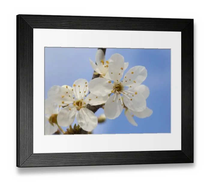 Framed Print : Blackthorn blossom (Prunus spinosa) Peak District National Park, Derbyshire, UK. March Framed Print : Blackthorn blossom (Prunus spinosa) Peak District National Park, Derbyshire, UK. March