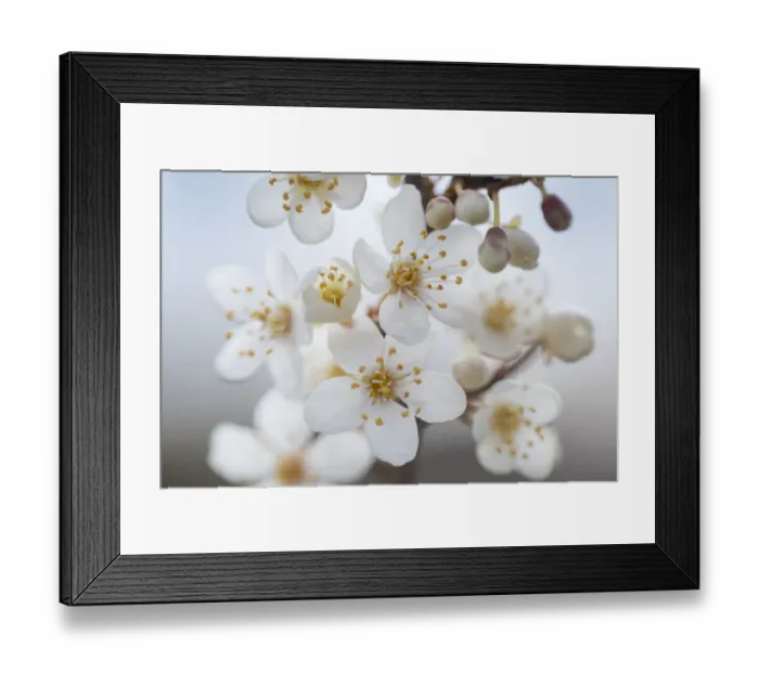 Framed Print : Blackthorn blossom (Prunus spinosa) Peak DIstrict National Park, Derbyshire, UK. March Framed Print : Blackthorn blossom (Prunus spinosa) Peak DIstrict National Park, Derbyshire, UK. March