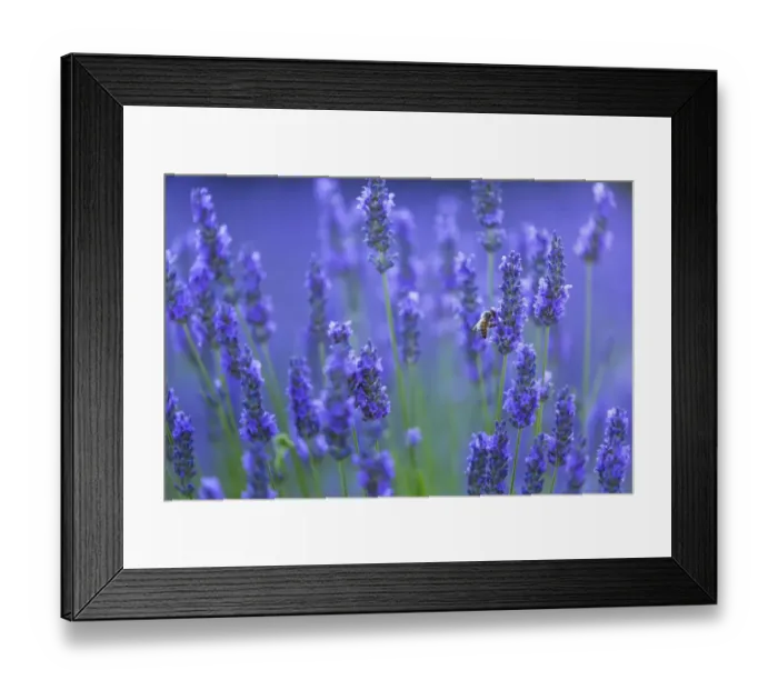 Framed Print : Honeybee (Apis melifera) visiting Lavender (Lavendula angustifolia) in lavender fields Framed Print : Honeybee (Apis melifera) visiting Lavender (Lavendula angustifolia) in lavender fields