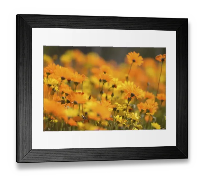 Framed Print : Parachute daisies (Ursinia anthemoides) Little Karoo, Western Cape, South Africa Framed Print : Parachute daisies (Ursinia anthemoides) Little Karoo, Western Cape, South Africa