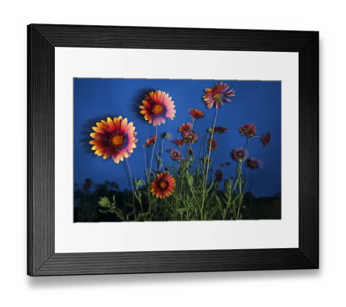Framed Print : Firewheel (Gaillardia pulchella) flowers at twilight, Laredo Borderlands, Texas, USA Framed Print : Firewheel (Gaillardia pulchella) flowers at twilight, Laredo Borderlands, Texas, USA