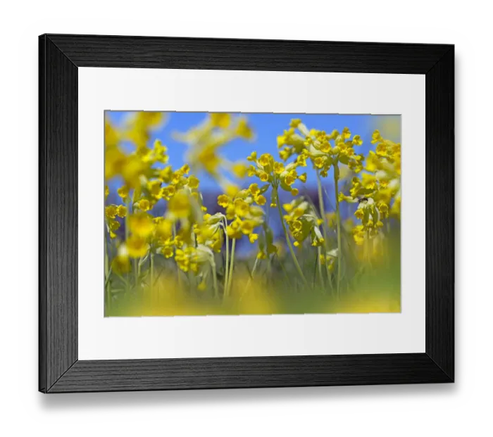 Framed Print : Cowslips (Primula veris) in flower, Norfolk, England, UK, April Framed Print : Cowslips (Primula veris) in flower, Norfolk, England, UK, April