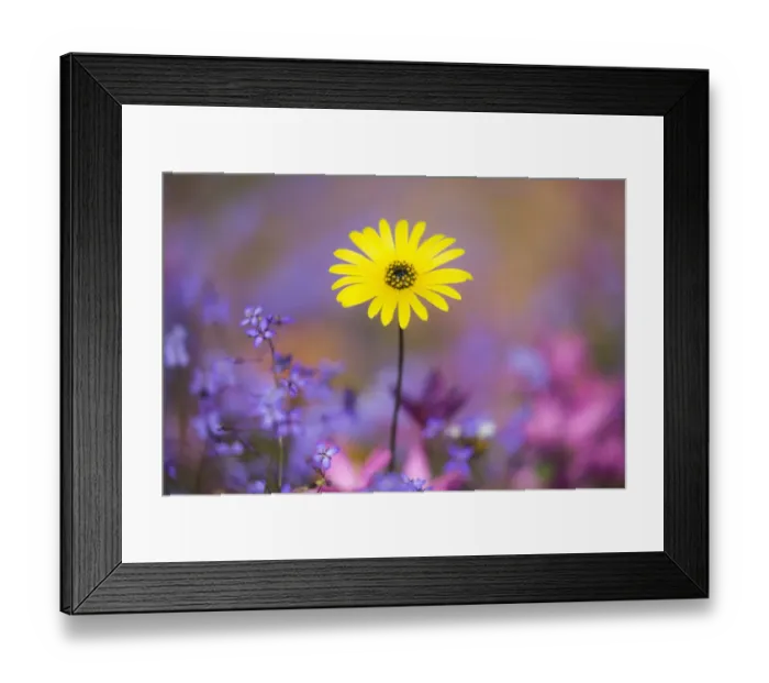 Framed Print : Spring wildflowers, Papkuilsfontein farm, Nieuwoudtville, Northern Cape, South Africa Framed Print : Spring wildflowers, Papkuilsfontein farm, Nieuwoudtville, Northern Cape, South Africa