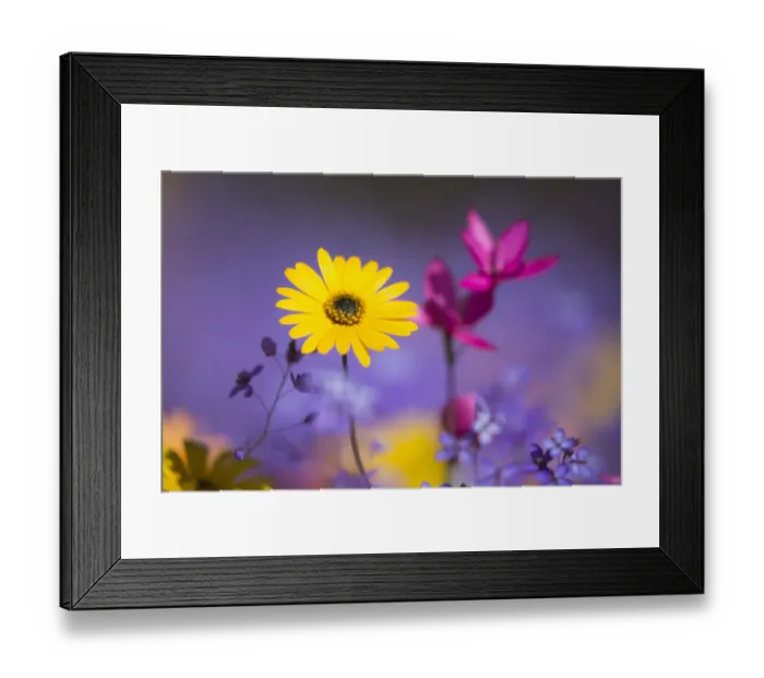 Framed Print : Spring wildflowers, Papkuilsfontein farm, Nieuwoudtville, Northern Cape, South Africa Framed Print : Spring wildflowers, Papkuilsfontein farm, Nieuwoudtville, Northern Cape, South Africa