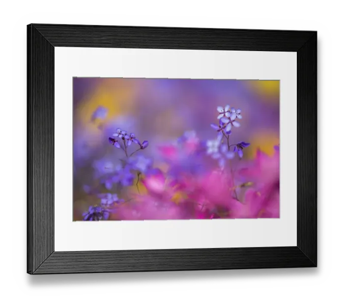 Framed Print : Spring wildflowers, Papkuilsfontein farm, Nieuwoudtville, Northern Cape, South Africa Framed Print : Spring wildflowers, Papkuilsfontein farm, Nieuwoudtville, Northern Cape, South Africa