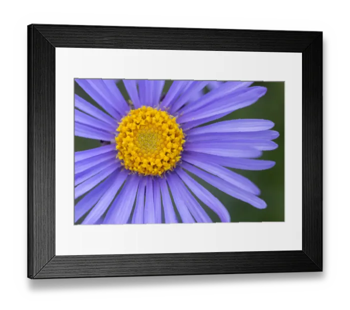 Framed Print : Alpine Aster (Aster alpinus), Nordtirol, Austrian Alps. July Framed Print : Alpine Aster (Aster alpinus), Nordtirol, Austrian Alps. July