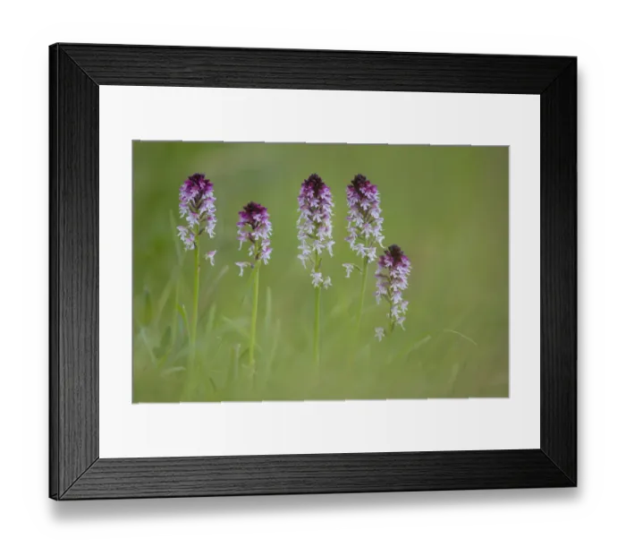 Framed Print : Burnt / Burnt-tip Orchid (Orchis ustulata) flowering in ancient alpine meadow. Nordtirol Framed Print : Burnt / Burnt-tip Orchid (Orchis ustulata) flowering in ancient alpine meadow. Nordtirol
