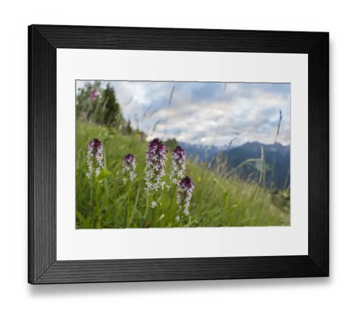 Framed Print : Burnt / Burnt-tip Orchid (Orchis ustulata) flowering in ancient alpine meadow. Nordtirol Framed Print : Burnt / Burnt-tip Orchid (Orchis ustulata) flowering in ancient alpine meadow. Nordtirol