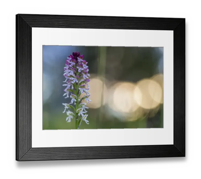 Framed Print : Burnt / Burnt-tip Orchid (Orchis ustulata) flowering in ancient alpine meadow at sunrise Framed Print : Burnt / Burnt-tip Orchid (Orchis ustulata) flowering in ancient alpine meadow at sunrise