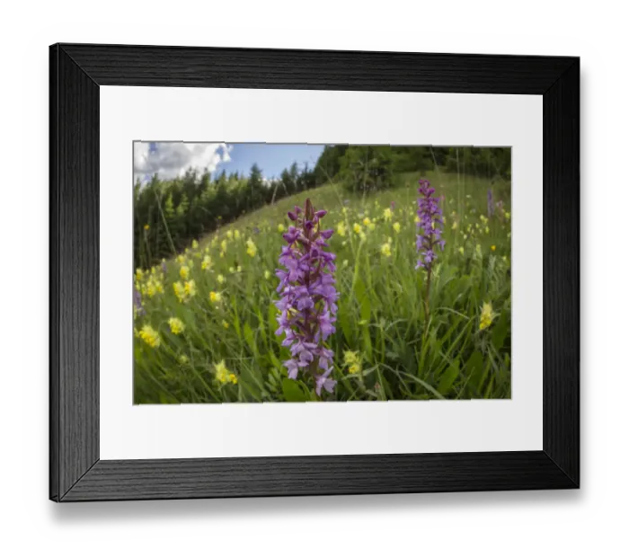 Framed Print : Fragrant Orchid (Gymnadenia conopsea) and Yellow Rattle (Rhinanthus sp Framed Print : Fragrant Orchid (Gymnadenia conopsea) and Yellow Rattle (Rhinanthus sp