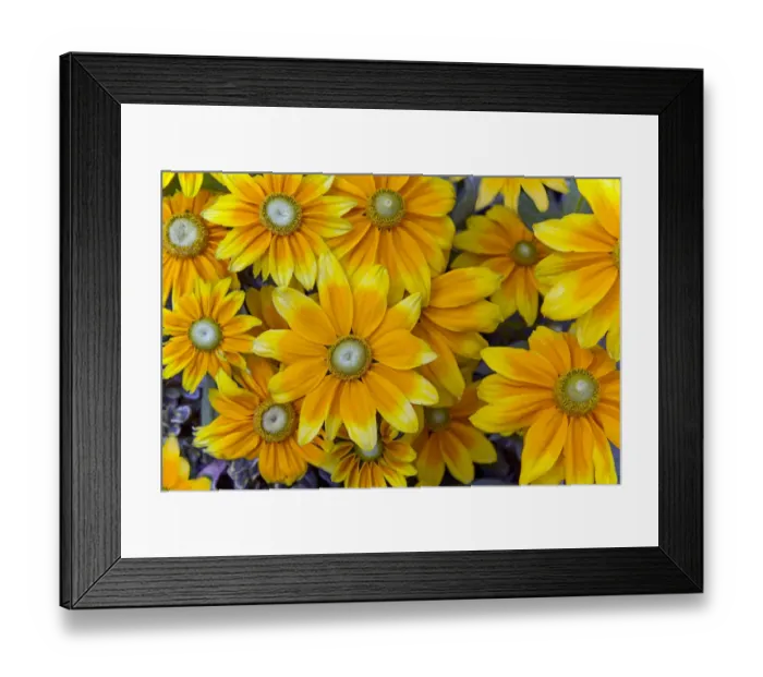 Framed Print : Rudbeckia Praire Sun flowers, cultivated plant in garden Framed Print : Rudbeckia Praire Sun flowers, cultivated plant in garden