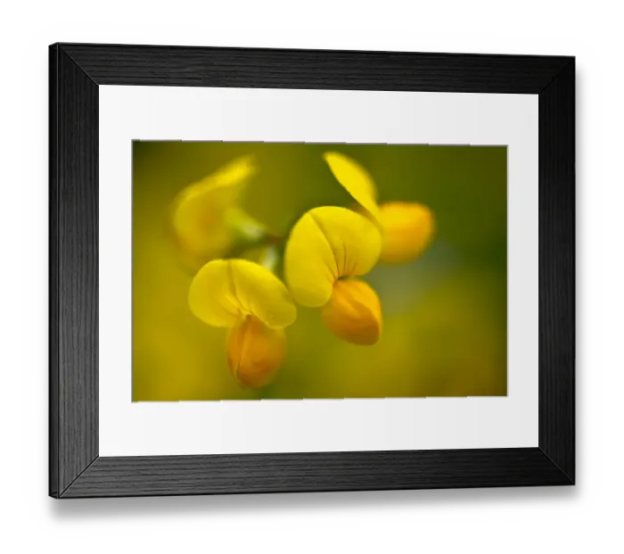 Framed Print : Common Bird s-foot-trefoil (Lotus corniculatus) Nordtirol, Austrian Alps. June Framed Print : Common Bird s-foot-trefoil (Lotus corniculatus) Nordtirol, Austrian Alps. June