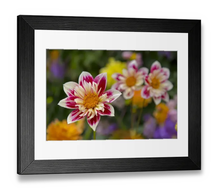 Framed Print : Dahlia Fashion monger in garden border Framed Print : Dahlia Fashion monger in garden border