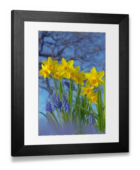 Framed Print : RF- Grape hyacinths (Muscari) and Daffodils (Narcissus sp) in flower, Norfolk, UK, March Framed Print : RF- Grape hyacinths (Muscari) and Daffodils (Narcissus sp) in flower, Norfolk, UK, March