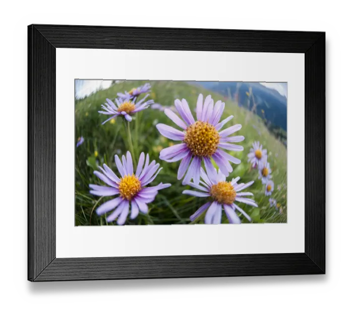 Framed Print : Alpine asters (Aster alpinus). Nordtirol, Tirol, Austrian Alps, Austria, July Framed Print : Alpine asters (Aster alpinus). Nordtirol, Tirol, Austrian Alps, Austria, July