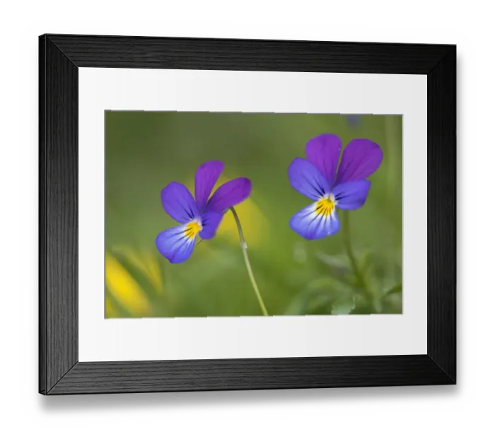 Framed Print : Wild pansy (Viola tricolor) Nordtirol, Austrian Alps, Austria, July Framed Print : Wild pansy (Viola tricolor) Nordtirol, Austrian Alps, Austria, July