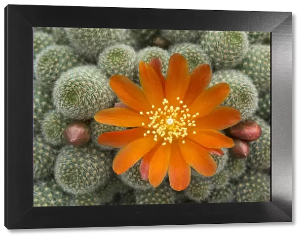 Cactus flower (Rebutia fabrisii, var nana) cultivated plant
