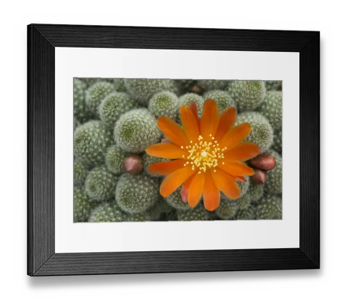 Framed Print : Cactus flower (Rebutia fabrisii, var nana) cultivated plant Framed Print : Cactus flower (Rebutia fabrisii, var nana) cultivated plant