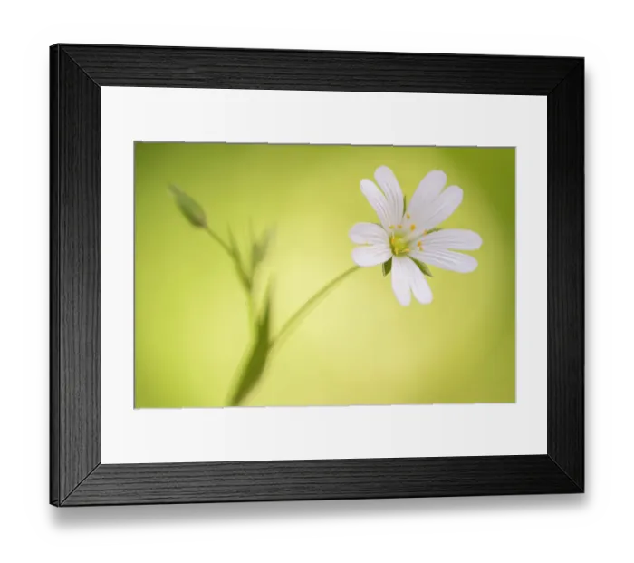 Framed Print : RF - Close up of Greater stitchwort (Stellaria holostea) flower, Cornwall, UK. April Framed Print : RF - Close up of Greater stitchwort (Stellaria holostea) flower, Cornwall, UK. April
