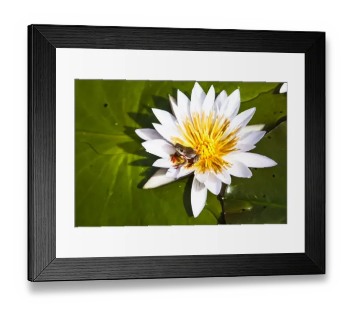 Framed Print : Reed frog (Hyperolius sp) on water lily, Okavango Delta. Botswana