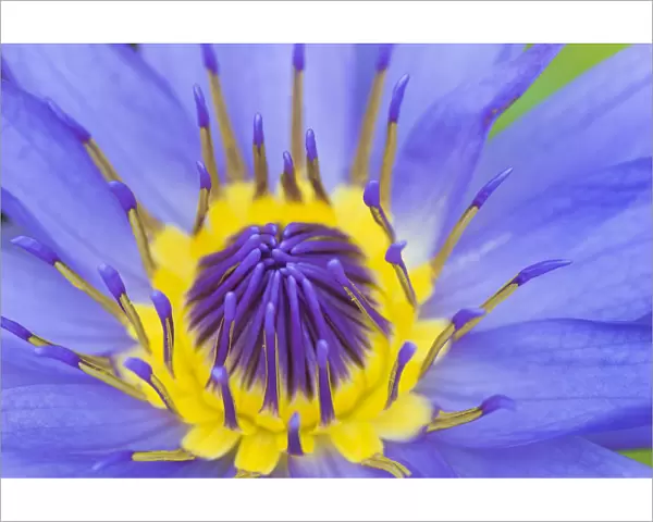 RF - Blue waterlily (Nymphaea caerulea) close up into centre of flower. Occurs in Africa and Asia