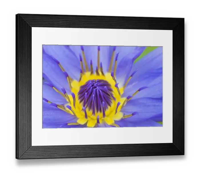 Framed Print : RF - Blue waterlily (Nymphaea caerulea) close up into centre of flower. Occurs in Africa and Asia Framed Print : RF - Blue waterlily (Nymphaea caerulea) close up into centre of flower. Occurs in Africa and Asia