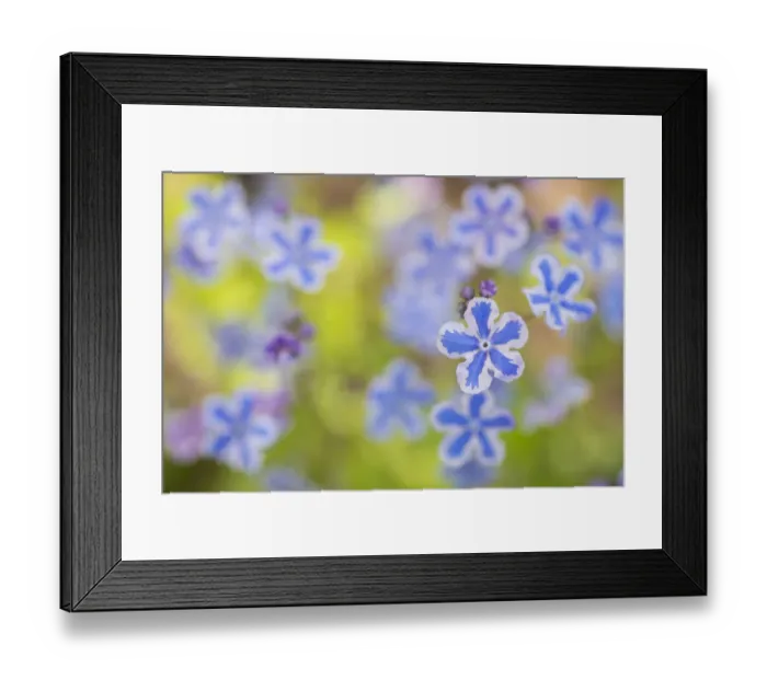 Framed Print : Cappadocian navelwort (Omphalodes cappadocica) native to Turkey and the Caucasus Framed Print : Cappadocian navelwort (Omphalodes cappadocica) native to Turkey and the Caucasus