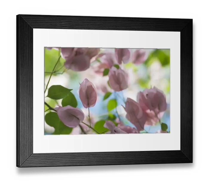 Framed Print : Bougainvillea (Bougainvillea var isabel greensmith) Botanical garden, Leiden, Netherlands Framed Print : Bougainvillea (Bougainvillea var isabel greensmith) Botanical garden, Leiden, Netherlands