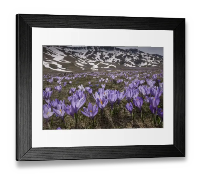 Framed Print : Spring crocus (Crocus vernus) flowering en masse on the Campo Imperatore, Abruzzo, Italy Framed Print : Spring crocus (Crocus vernus) flowering en masse on the Campo Imperatore, Abruzzo, Italy