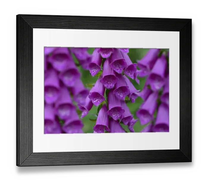 Framed Print : Foxglove (Digitalis purpurea) flowers, France. June Framed Print : Foxglove (Digitalis purpurea) flowers, France. June
