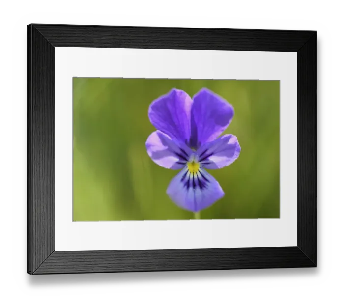 Framed Print : Hearts ease (Viola tricolor) flower, Mont-Lozere, France Framed Print : Hearts ease (Viola tricolor) flower, Mont-Lozere, France