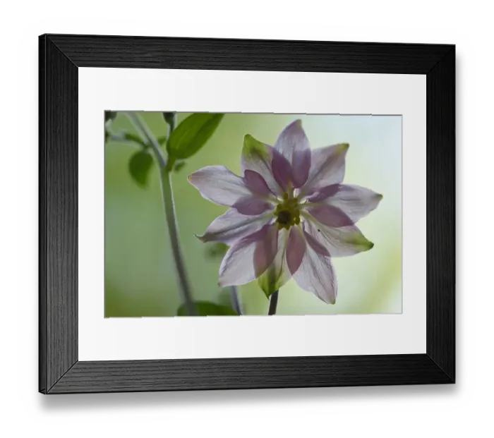 Framed Print : Common columbine (Aquilegia vulgaris) flower, Vosges, France, May Framed Print : Common columbine (Aquilegia vulgaris) flower, Vosges, France, May