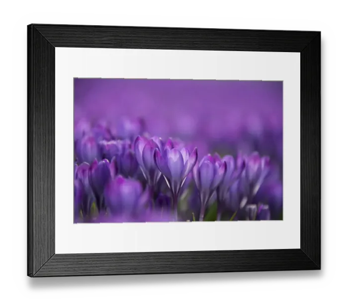 Framed Print : Crocus (Crocus sp), flowering, cultivated plant in Westfalenpark, Dortmund, Germany Framed Print : Crocus (Crocus sp), flowering, cultivated plant in Westfalenpark, Dortmund, Germany