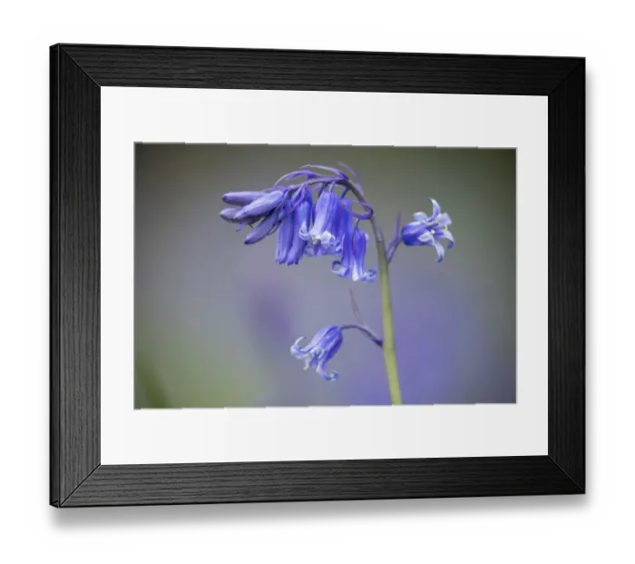 Framed Print : Bluebells (Hyacinthoides non-scripta) flower, Dorset, England, UK, April Framed Print : Bluebells (Hyacinthoides non-scripta) flower, Dorset, England, UK, April