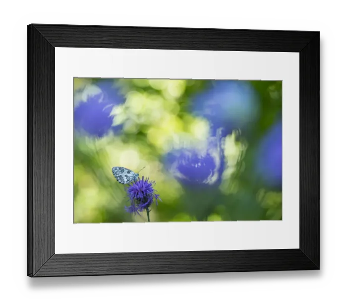Framed Print : Marbled white butterfly (Melanargia galathea) on knapweed, with soft focus bokeh effect Framed Print : Marbled white butterfly (Melanargia galathea) on knapweed, with soft focus bokeh effect