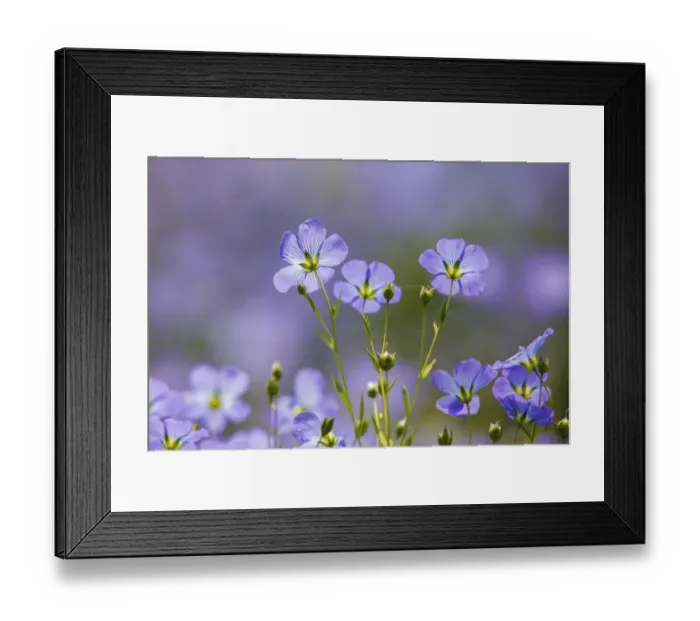Framed Print : Flax flowers (Linum usitatissimum) Monmouthshire, Wales, UK, May Framed Print : Flax flowers (Linum usitatissimum) Monmouthshire, Wales, UK, May