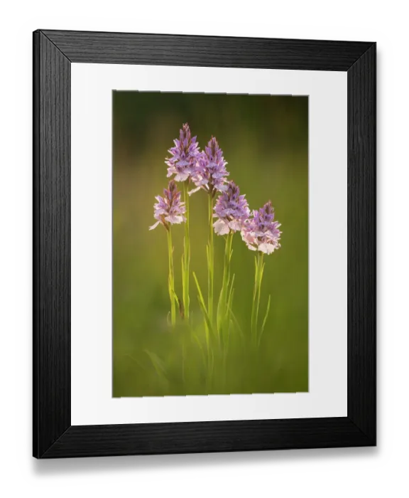 Framed Print : Common spotted orchids (Dactylorhiza fuchsii), backlit, Volehouse nature reserve, Devon, UK, June 2017 Framed Print : Common spotted orchids (Dactylorhiza fuchsii), backlit, Volehouse nature reserve, Devon, UK, June 2017