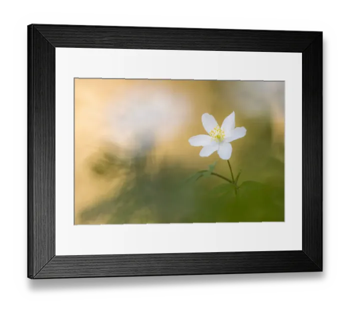 Framed Print : Wood anemone flower (Anemone nemorosa), RHS Rosemoor, near Great Torrington, Devon, UK Framed Print : Wood anemone flower (Anemone nemorosa), RHS Rosemoor, near Great Torrington, Devon, UK