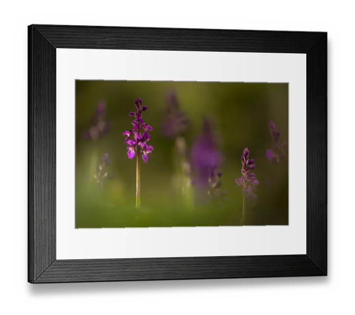 Framed Print : Early-purple orchids (Orchis mascula), Broxwater, Cornwall, UK. April 2017 Framed Print : Early-purple orchids (Orchis mascula), Broxwater, Cornwall, UK. April 2017