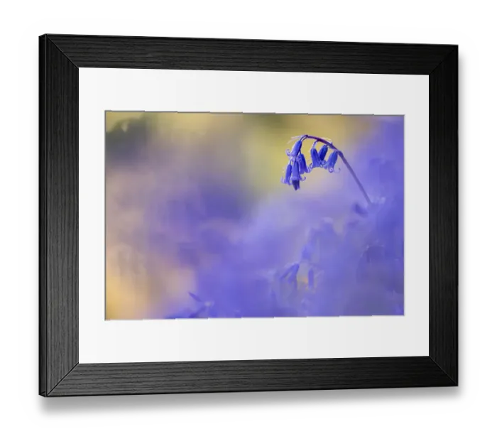Framed Print : Bluebell (Hyacinthoides non-scripta) growing, Marsland Mouth, Devon Wildlife Trust, Devon, UK Framed Print : Bluebell (Hyacinthoides non-scripta) growing, Marsland Mouth, Devon Wildlife Trust, Devon, UK