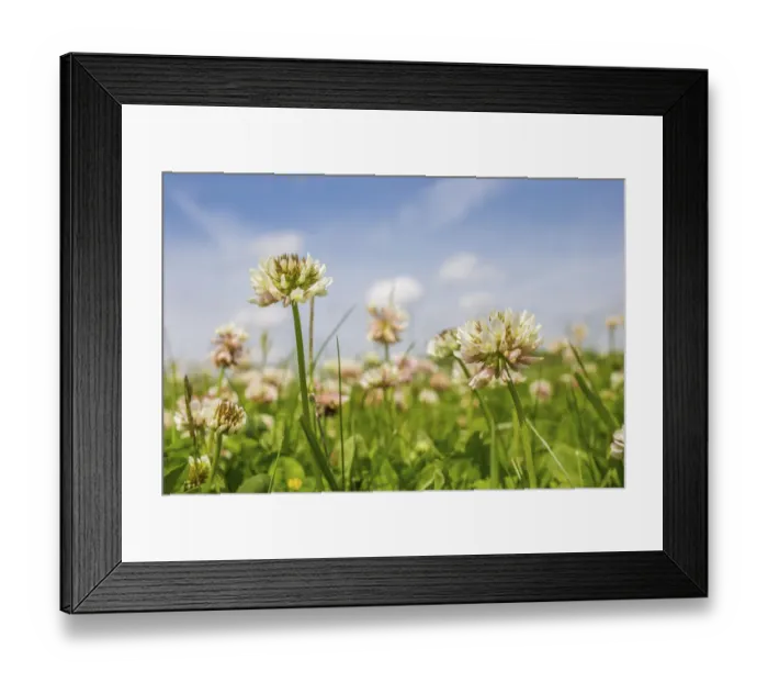 Framed Print : Clover (Trifolium sp) flowers in unmown lawn, Monmouthshire, Wales, UK, June Framed Print : Clover (Trifolium sp) flowers in unmown lawn, Monmouthshire, Wales, UK, June
